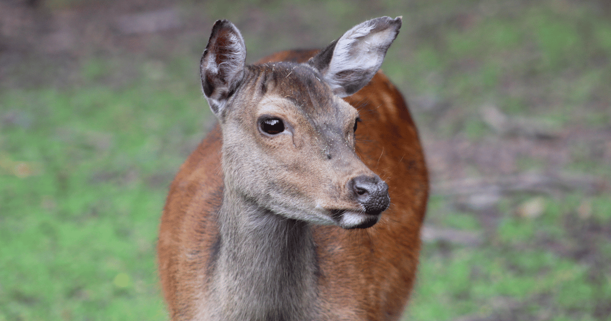 „Wild im Park“ – Osterferienspaß für Hanauer Kinder